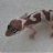 Dragoon Gecko